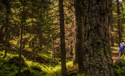Forest Bathing in Val Malene – Esperienza immersiva nel Tesino