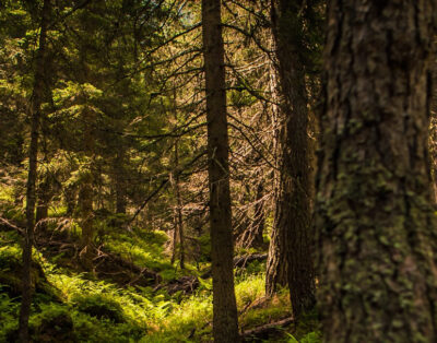 Waldbaden in Val Malene – Ein eindringliches Erlebnis in Tesino
